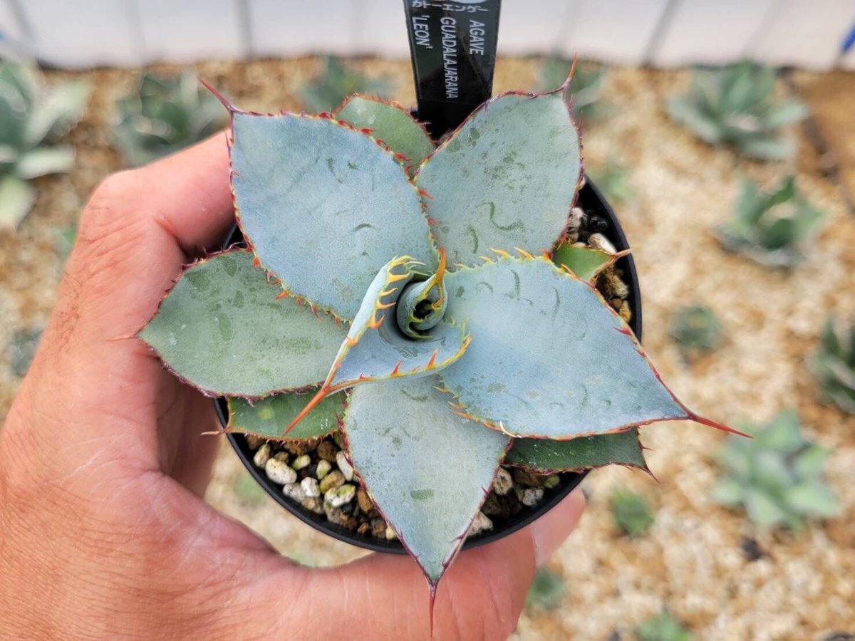 agave guadalajarana 