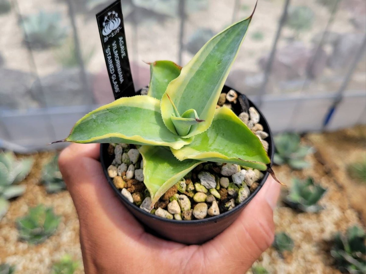 アガベ・ビルモリニアナ　 Agave vilmoriniana 耐寒性有り アガベ・ビルモリニアナ Agave vilmoriniana 耐寒性有り アガベ