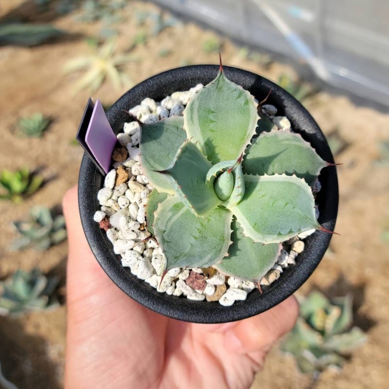 趣 agave potatorum永岡雷神錦① | カトーエンゲー