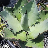 アガベオバティサナ シースター | カトーエンゲー