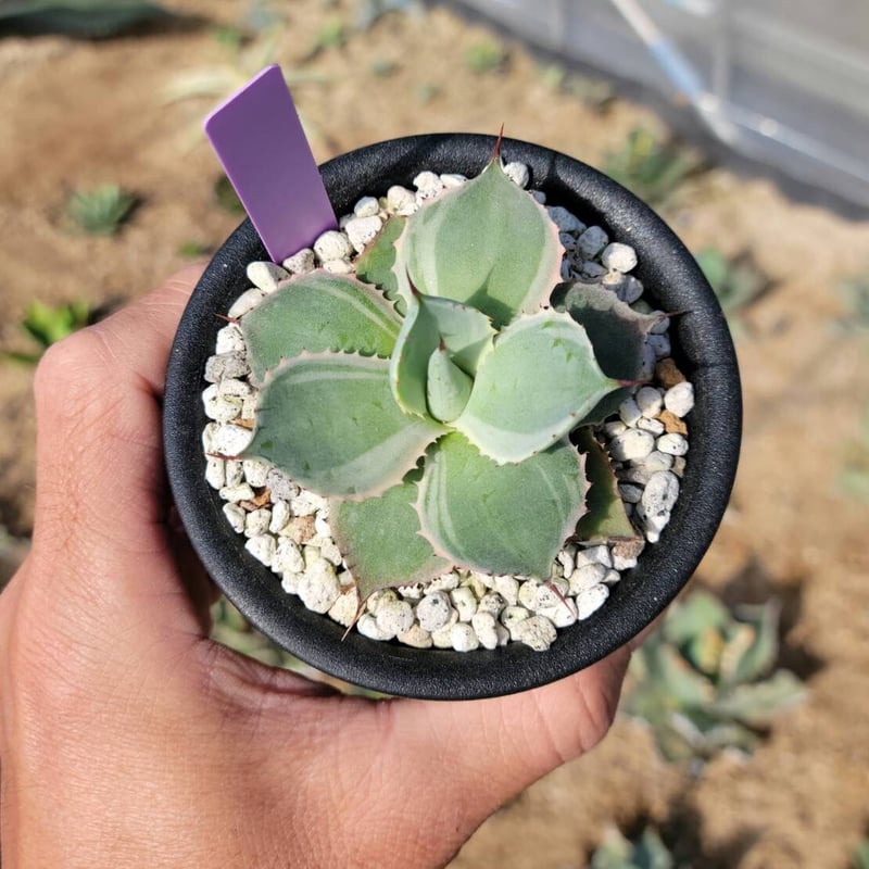 趣 agave potatorum永岡雷神錦② | カトーエンゲー