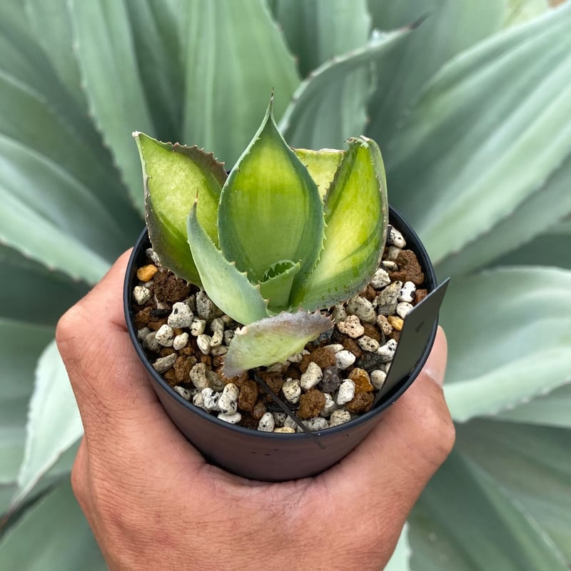 アガベ ラムランナー | カトーエンゲー