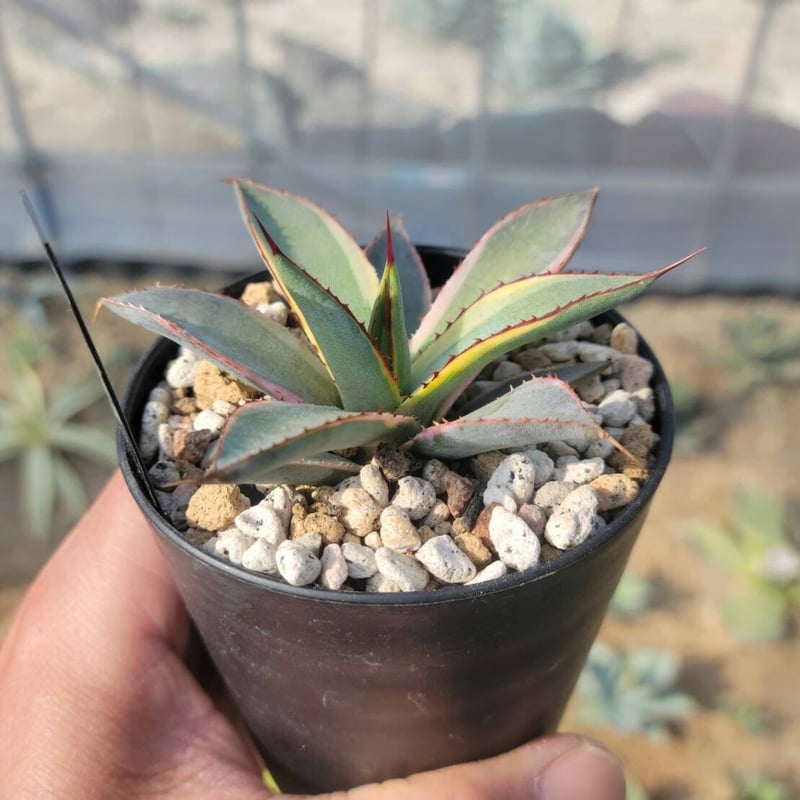 アガベ Agave 'Burnt Burgundy' f.variegata 299 agave burnt burgundy variegata小 | カトーエンゲー