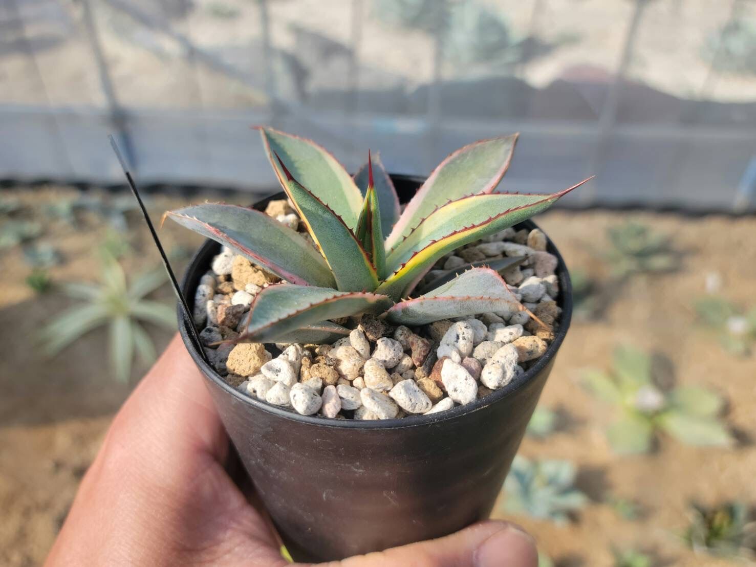 agave burnt burgundy variegata小 | カトーエンゲー