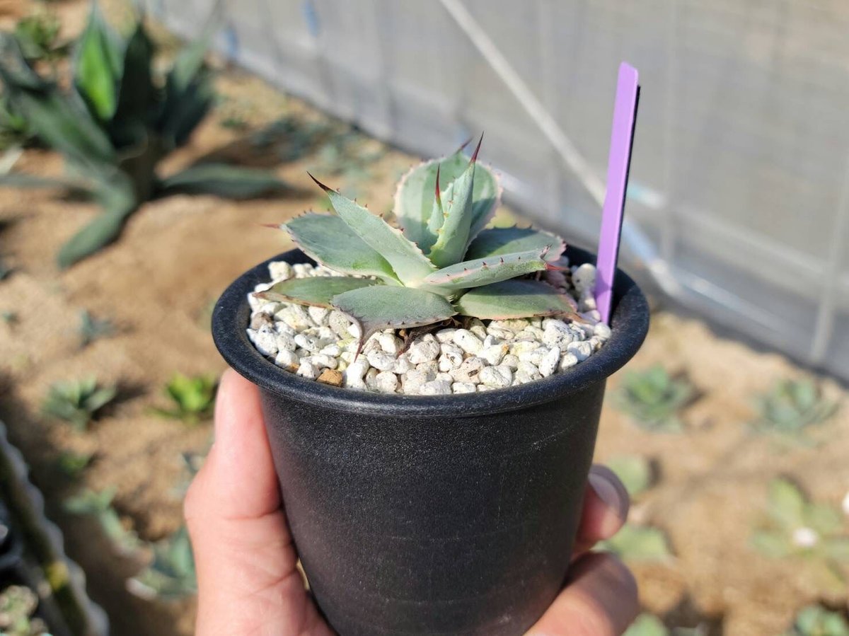 趣 agave potatorum永岡雷神錦② | カトーエンゲー