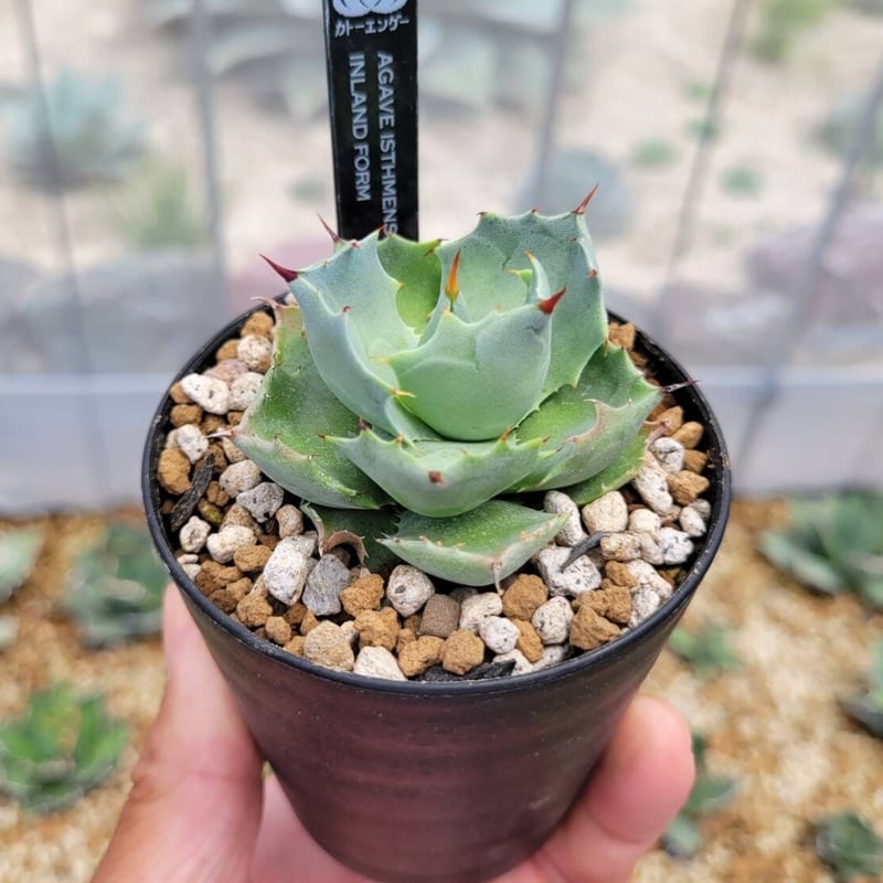 アガベ イシスメンシス インランドフォーム 猫の手イシス agave 【公式