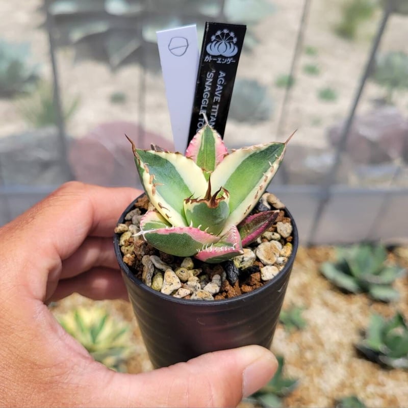 agave titanota'snaggle tooth ① | カトーエンゲー