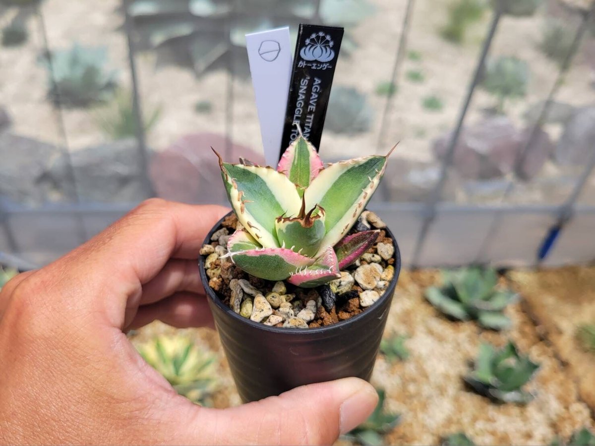 アガベ Agave titanota 'Snaggle Tooth' 180 Agave titanota 'Snaggle Tooth' – In The Country Garden