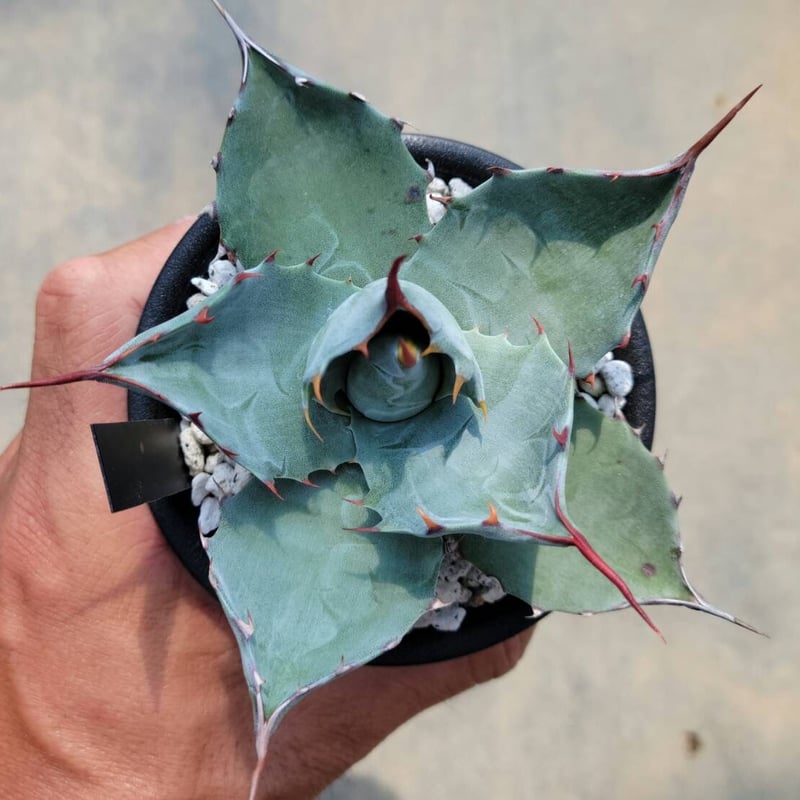 アガベ パラサナ×コロラータ | カトーエンゲー