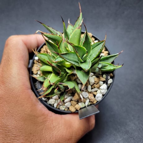 カトーエンゲー