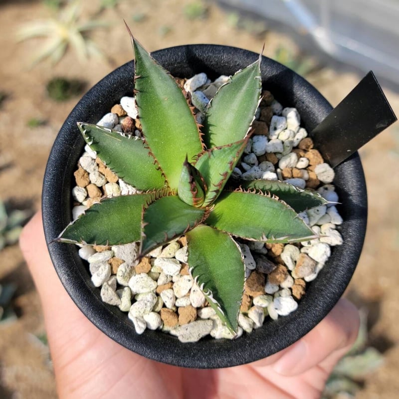 趣 agave horrida dwarf | カトーエンゲー
