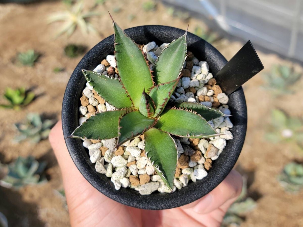 趣 agave horrida dwarf | カトーエンゲー