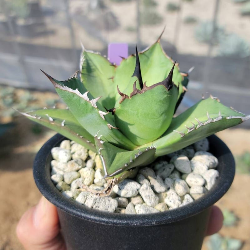 趣 agave titanota wide(猫爪)① | カトーエンゲー