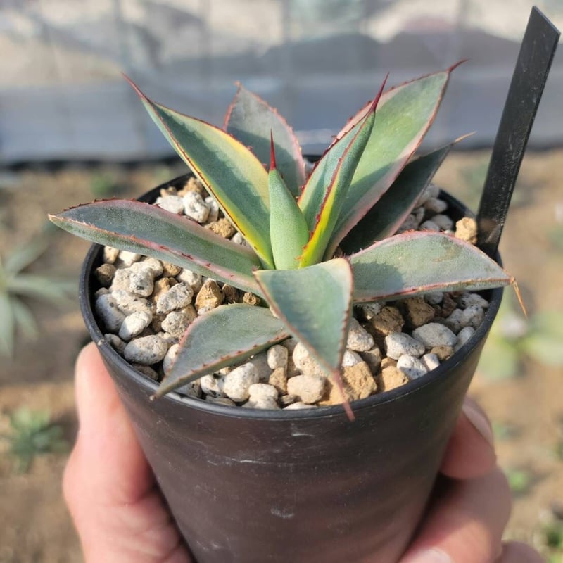 アガベ Agave 'Burnt Burgundy' f.variegata 299 agave burnt burgundy variegata小 | カトーエンゲー