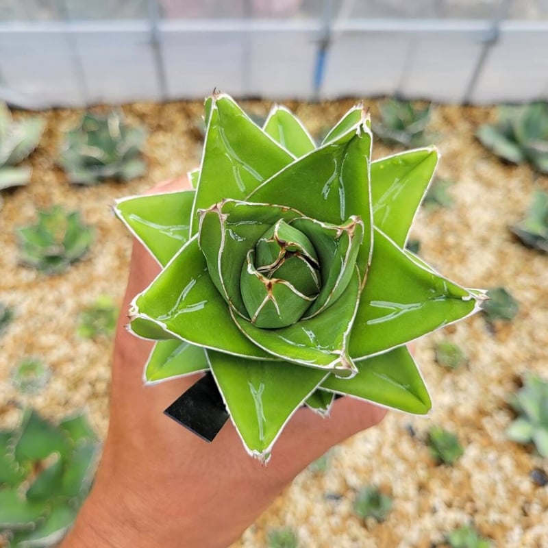 agave victoriae-reginae 'abbey brook' | カトーエンゲー