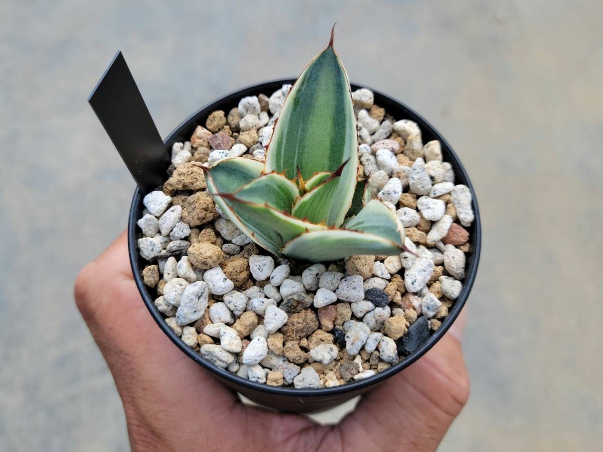 ②アガベ ホワイトファング Hidden agave オテロイ パープソラム