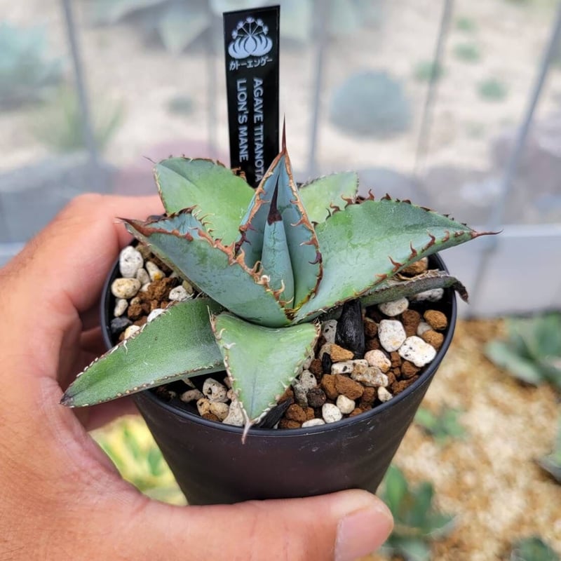 agave titanota lion's mane | カトーエンゲー