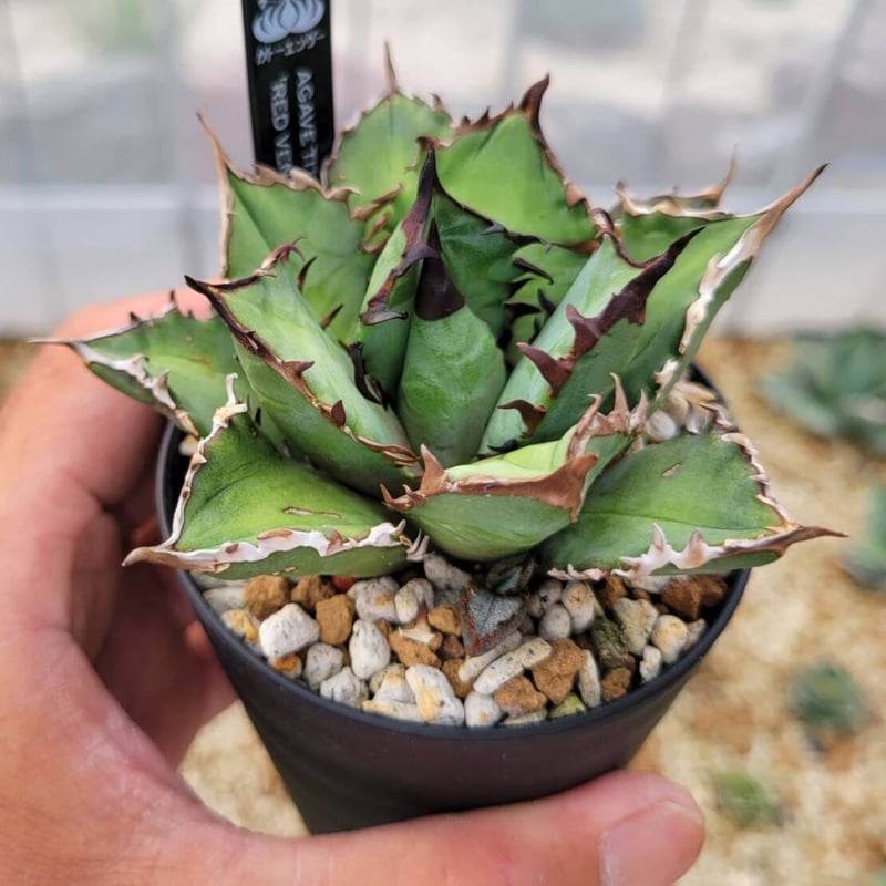 agave titanota 'red venom'子株付き | カトーエンゲー