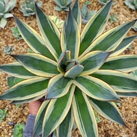 アガベ　シルバーサーファー ６５cm 楽天市場】ロックガーデン・ドライガーデンにお勧め【現品・現物