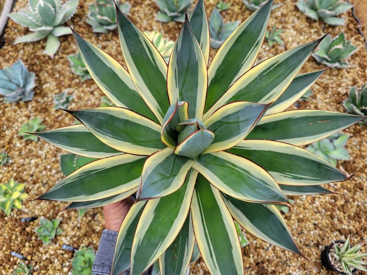 現品】アガベ・スノーグロー Agave hyb.'Snow Grow'8号ま5