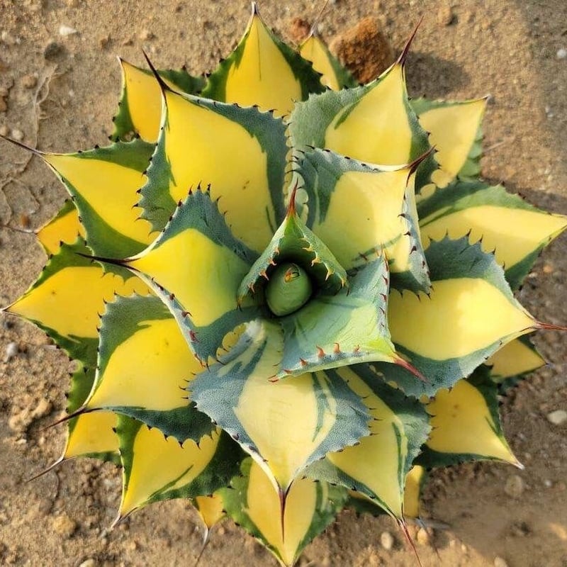 アガベ イシスメンシス ラムランナー | カトーエンゲー