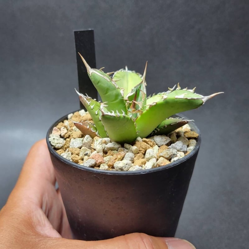 agave oteroi from oaxaca native seeds⑪ | カトーエンゲー