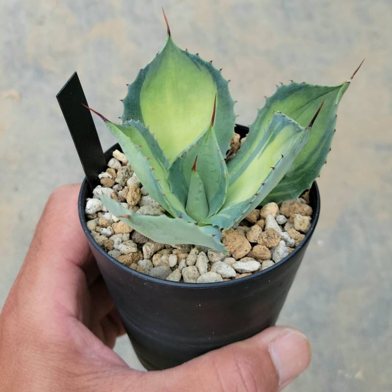 アガベ ラムランナー | カトーエンゲー