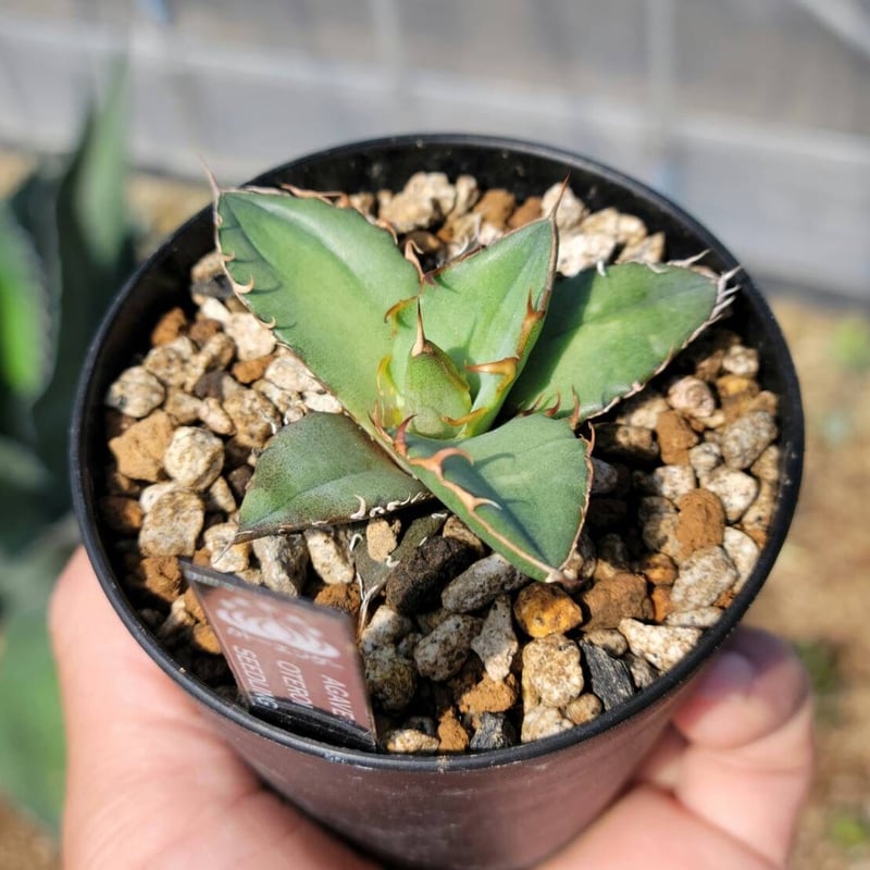 agave oteroi seedling | カトーエンゲー
