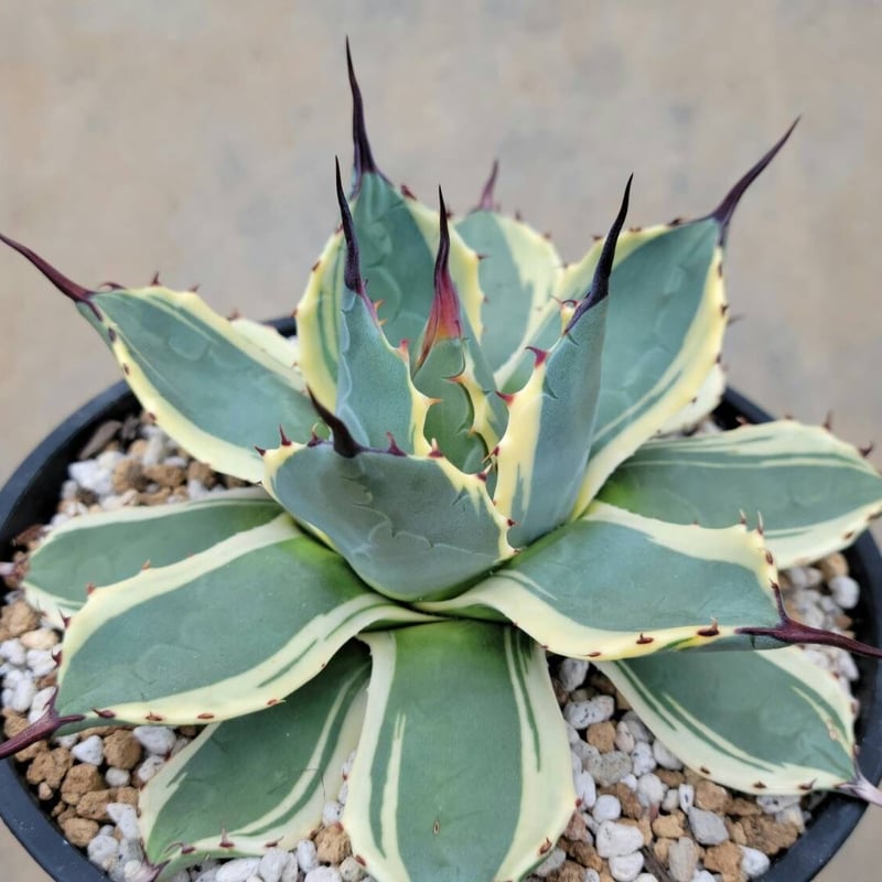 アガベ アプラナータ クリームスパイク | カトーエンゲー