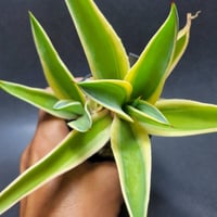 ビリー　アガベ　リップルエフェクト　20センチ❗ fit=scale-down,w=1200