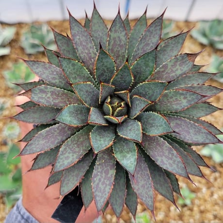 mangave マンガべ　レッドウィング　子株 マンガベ | PROVEN WINNERS (PW)【植物の国際ブランド】