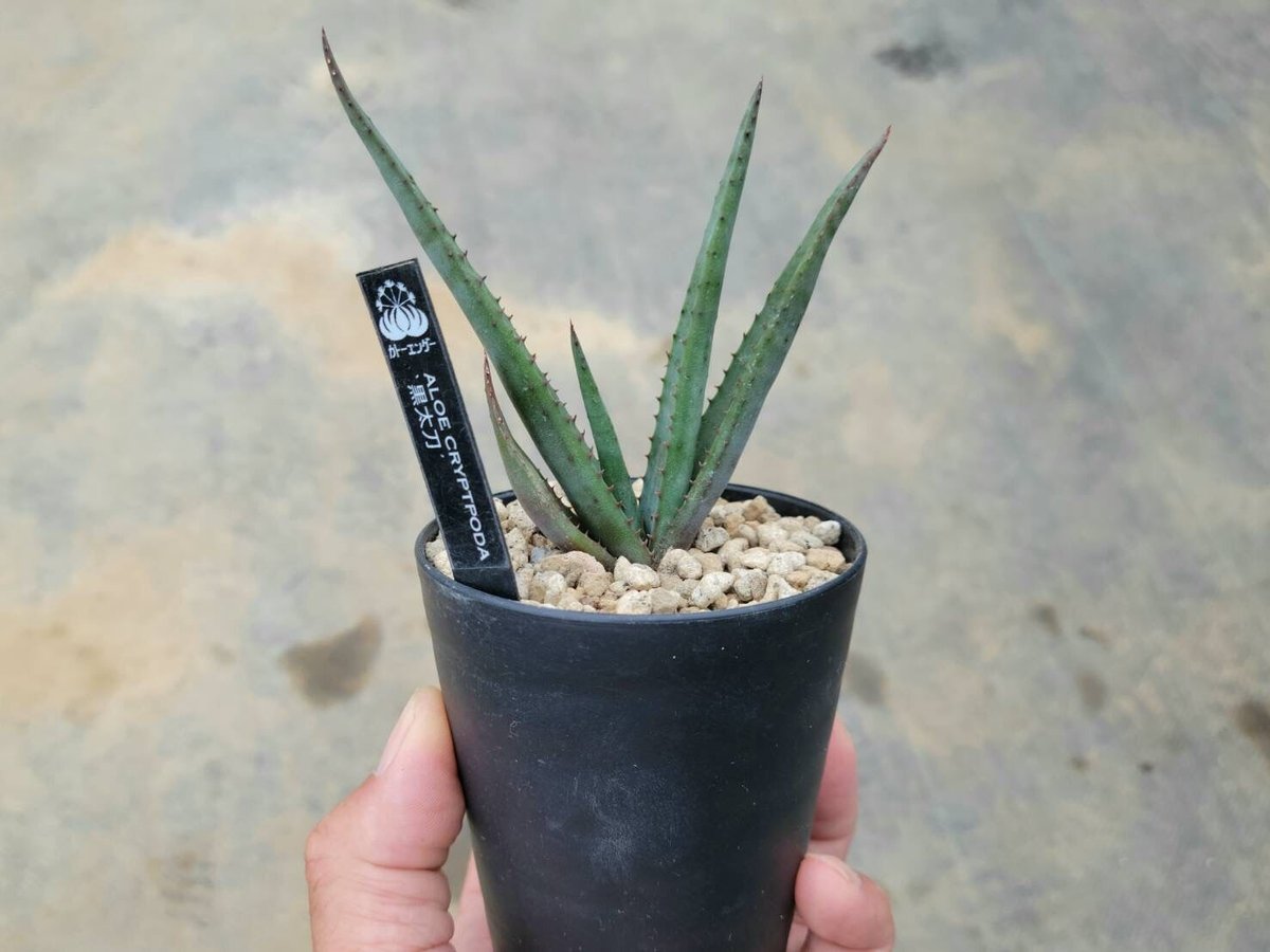 アロエ クリプトポーダ 黒太刀 | カトーエンゲー