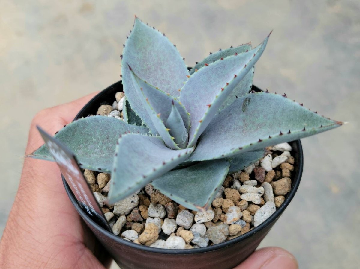 マンガベ パープリシャス | カトーエンゲー