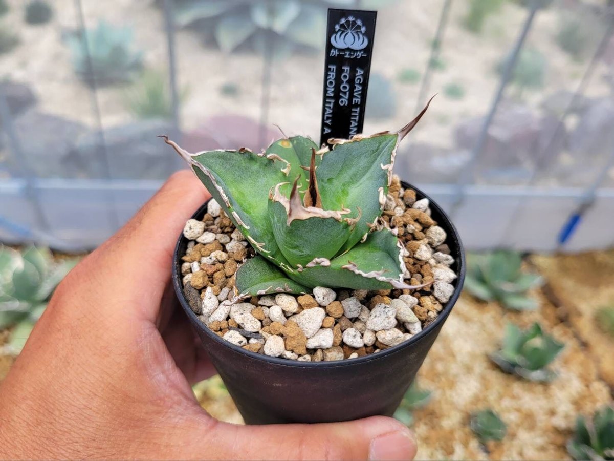 agave titanota fo-076 from italy A | カトーエンゲー agave titanota fo-076 from italy A | カトーエンゲー