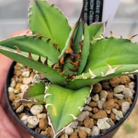 アガベ リップルエフェクト | カトーエンゲー