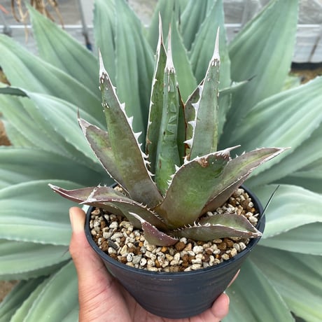 無料発送 アガベパープソラム(Purpusorum)‼️超希少株 植物/観葉植物