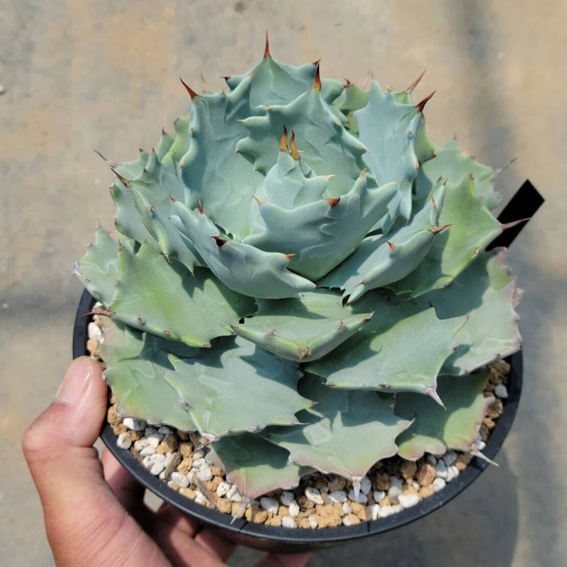 アガベ イシスメンシス | カトーエンゲー