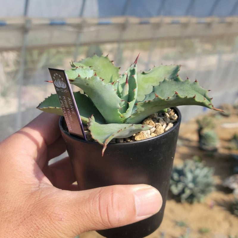 agave kristenii×potatorum | カトーエンゲー agave kristenii×potatorum | カトーエンゲー