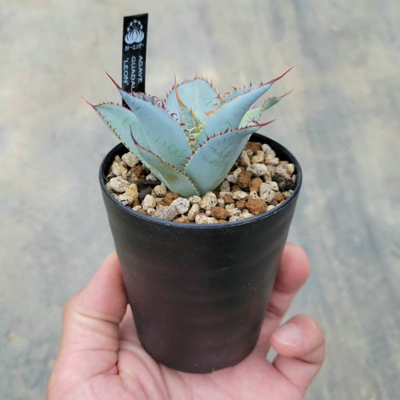 アガベグアダラハラナ レオン | カトーエンゲー