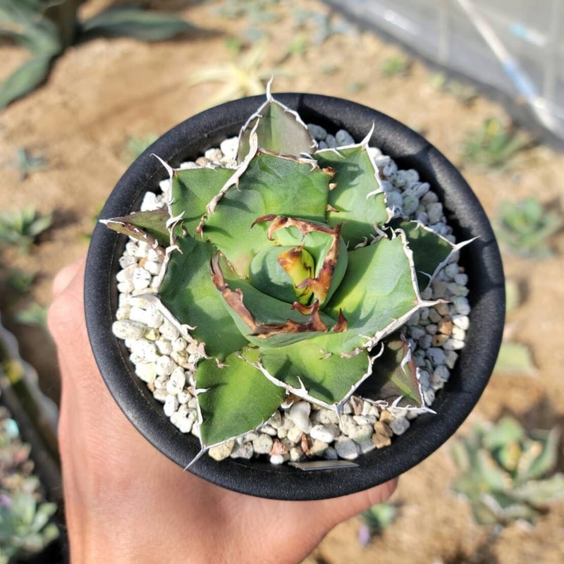 趣 agave titanota mean streak(鬼爪)② | カトーエンゲー 