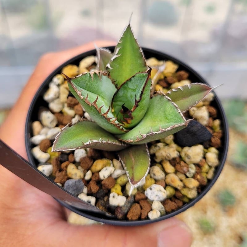 agave titanota 'black flame' | カトーエンゲー