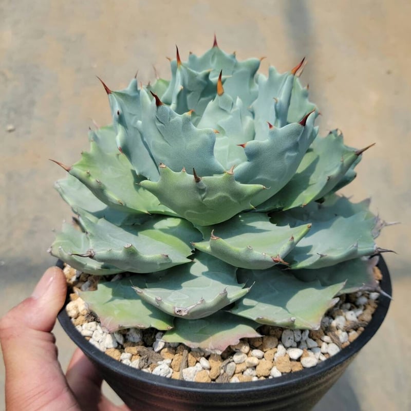 アガベ イシスメンシス | カトーエンゲー