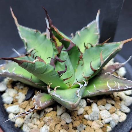 agave oteroi from oaxaca native seeds