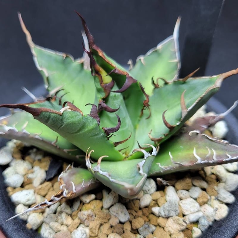 agave oteroi from oaxaca native seeds | カトーエンゲー