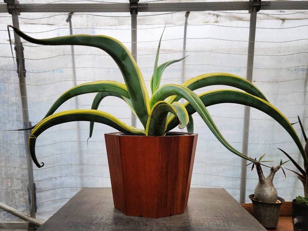 agave vilmoriniana stainedglass① | カトーエンゲー