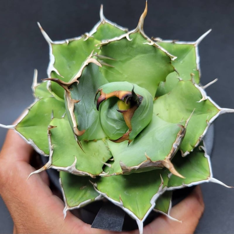 agave titanota golden star | カトーエンゲー 【鉢ごと発送 agave titanota golden star | カトーエンゲー 【鉢ごと発送
