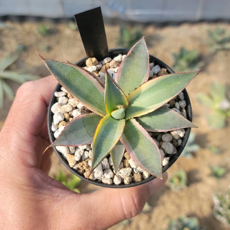 agave burnt burgundy variegata小 | カトーエンゲー