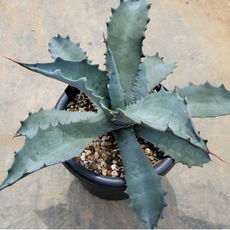 Y*A様 アガベ　ファンキートゥース　ハイブリッド　パラサナ　モンタナ　イシスメ Y*A様 アガベ ファンキートゥース ハイブリッド パラサナ