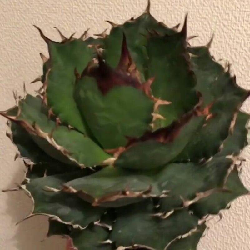 【超美株】アガベ　チタノタ　ボールタイプ agave titanota ボールタイプ | STORES