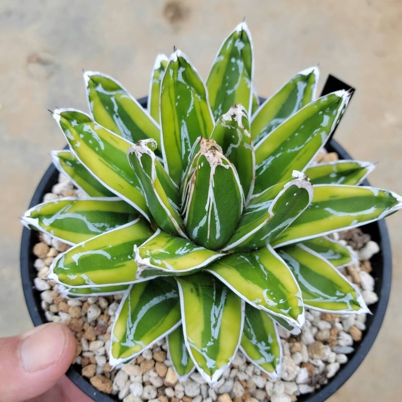 アガベ 笹の雪 輝山 | カトーエンゲー